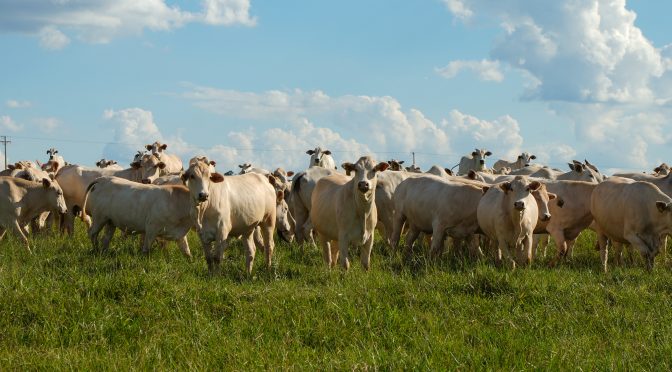 Ljus framtid för svartmålat jordbruk