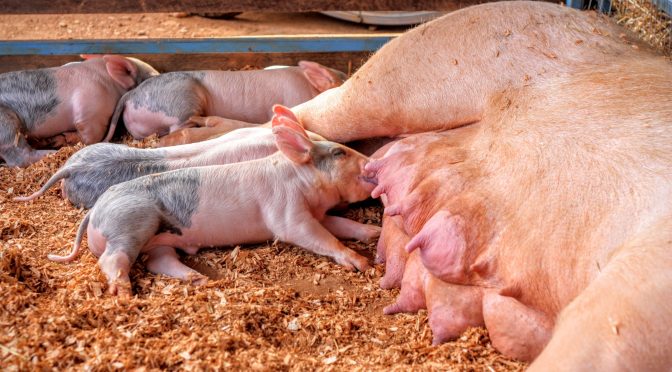 Europeiskt pressevent om digitalisering i animalieproduktionen